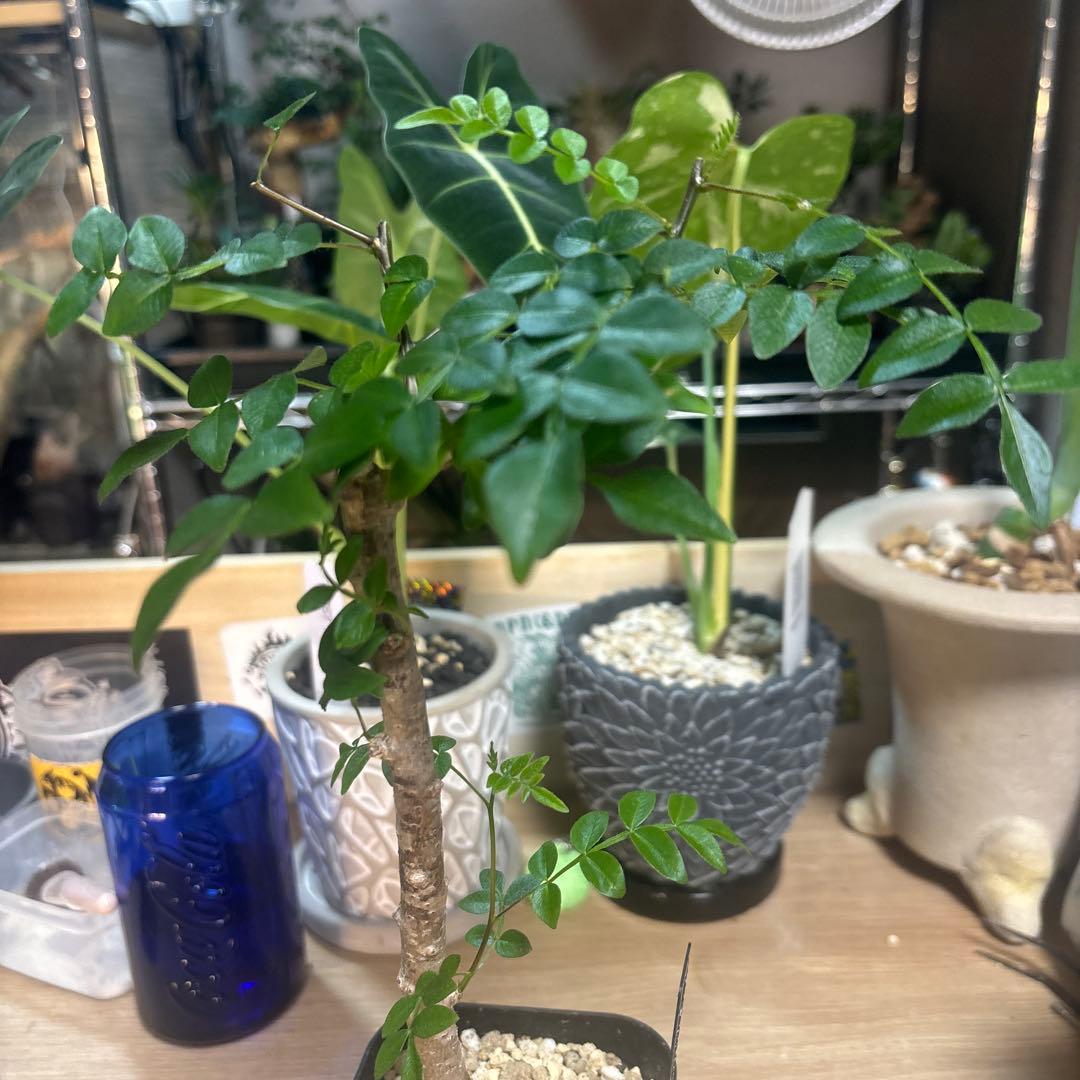 オペルクリカリア　ボレアリス