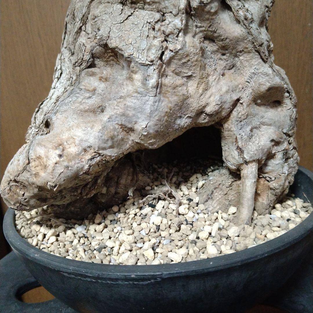 ▲現地球 大株 希少 Firmiana colorataファルミアナ コロラータ