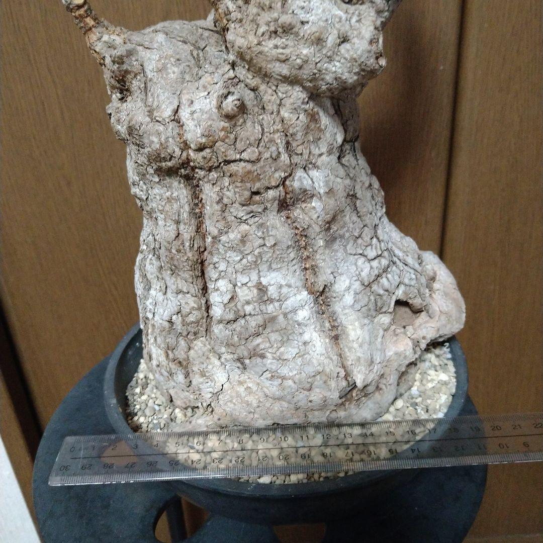 ▲現地球 大株 希少 Firmiana colorataファルミアナ コロラータ