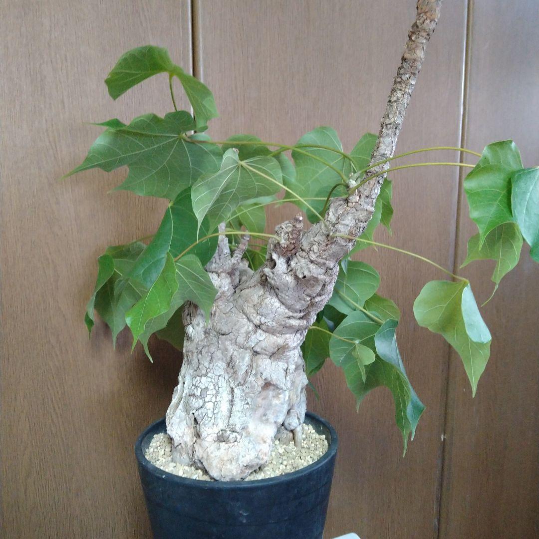 ▲現地球 大株 希少 Firmiana colorataファルミアナ コロラータ