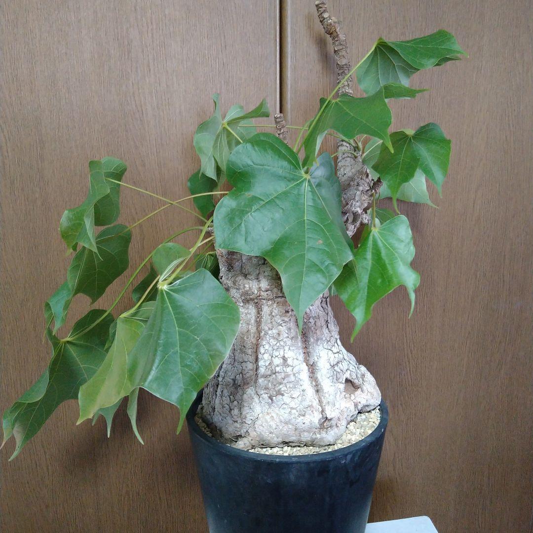 ▲現地球 大株 希少 Firmiana colorataファルミアナ コロラータ