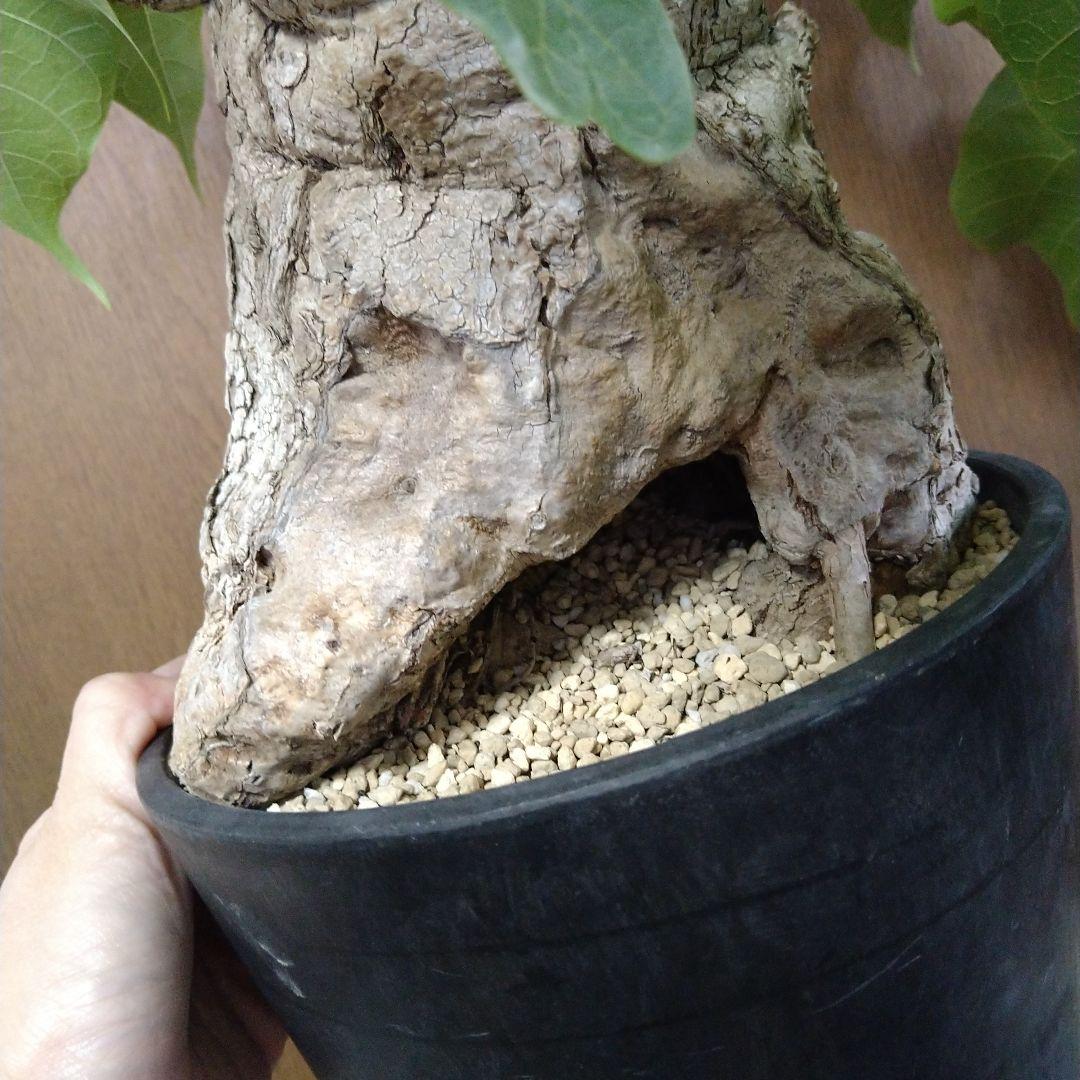 ▲現地球 大株 希少 Firmiana colorataファルミアナ コロラータ