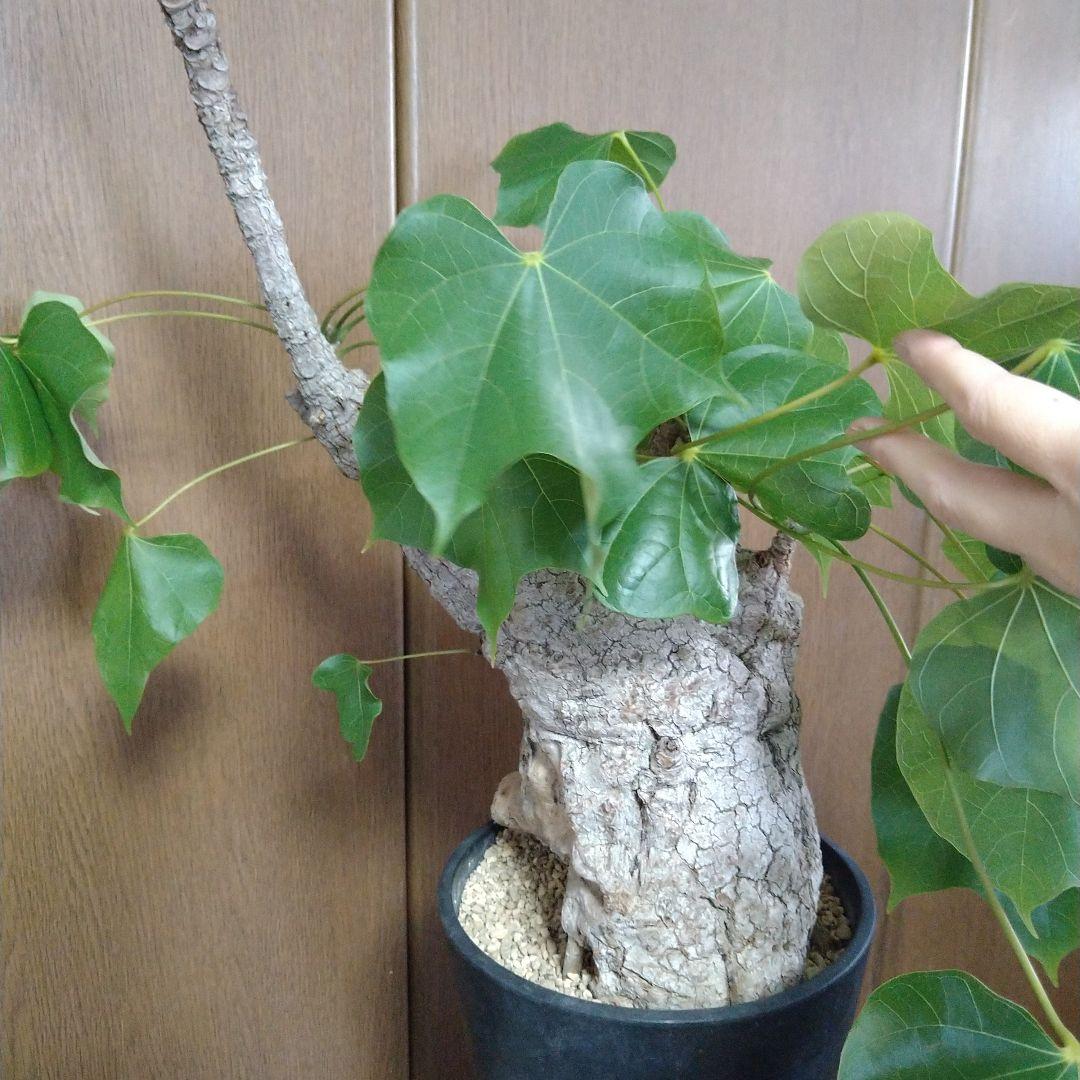 ▲現地球 大株 希少 Firmiana colorataファルミアナ コロラータ