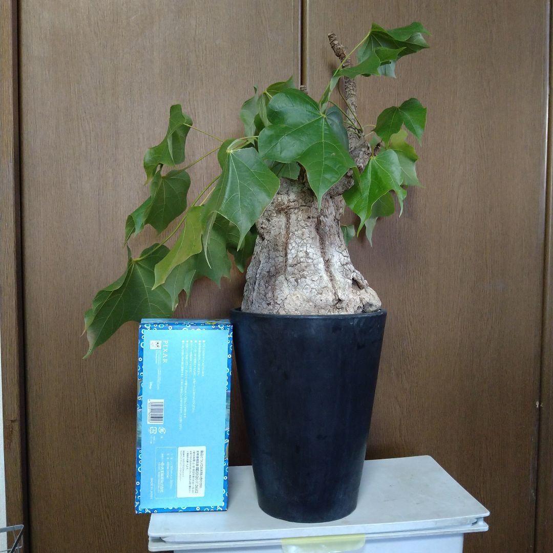 ▲現地球 大株 希少 Firmiana colorataファルミアナ コロラータ