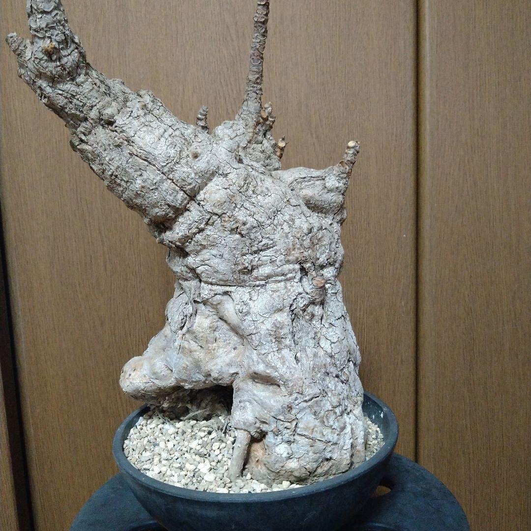 ▲現地球 大株 希少 Firmiana colorataファルミアナ コロラータ