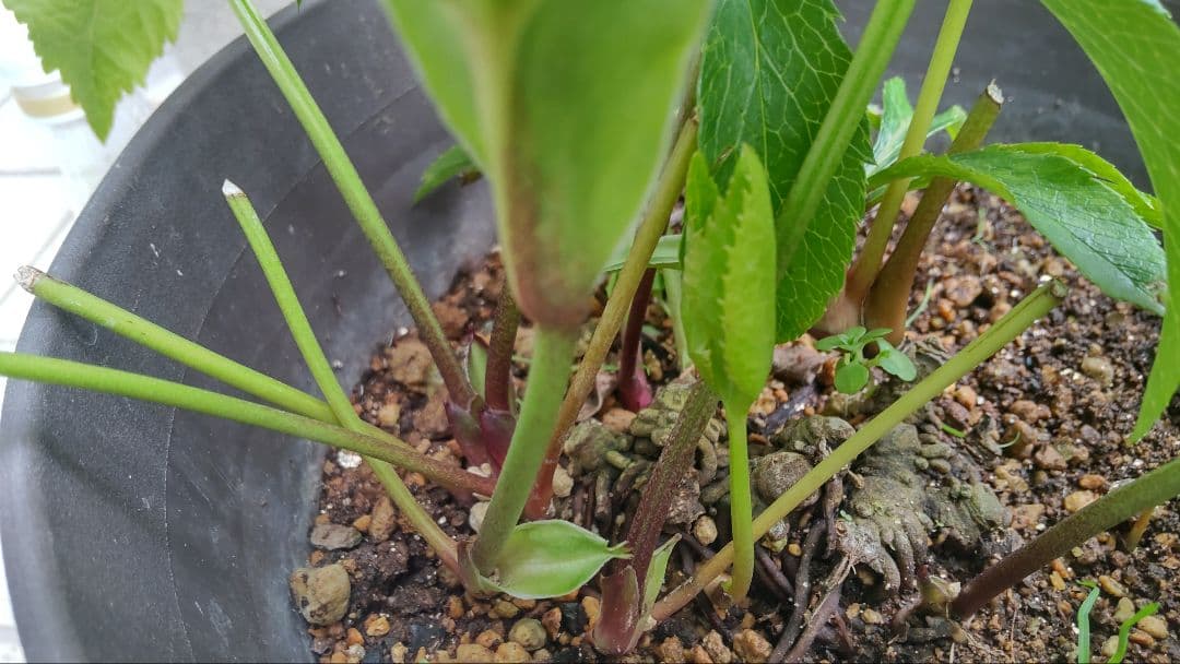 お買い得 多弁クリスマスローズ更に値下げしました。