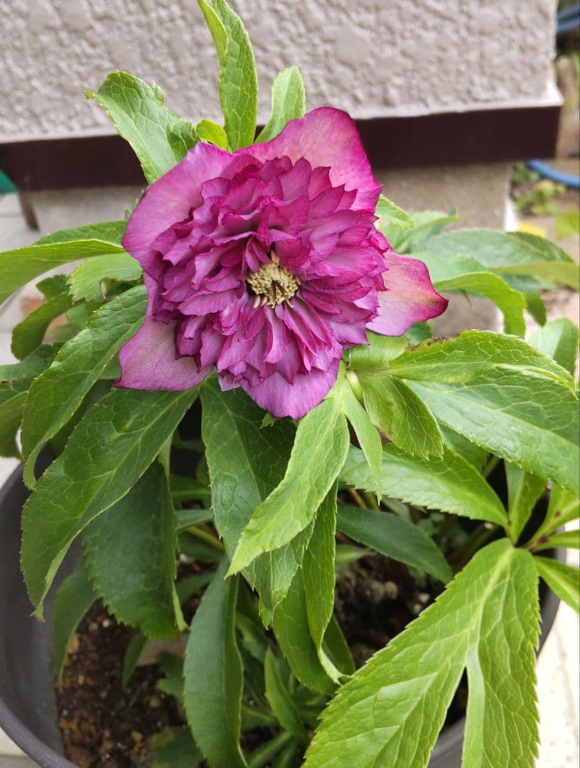 お買い得 多弁クリスマスローズ更に値下げしました。