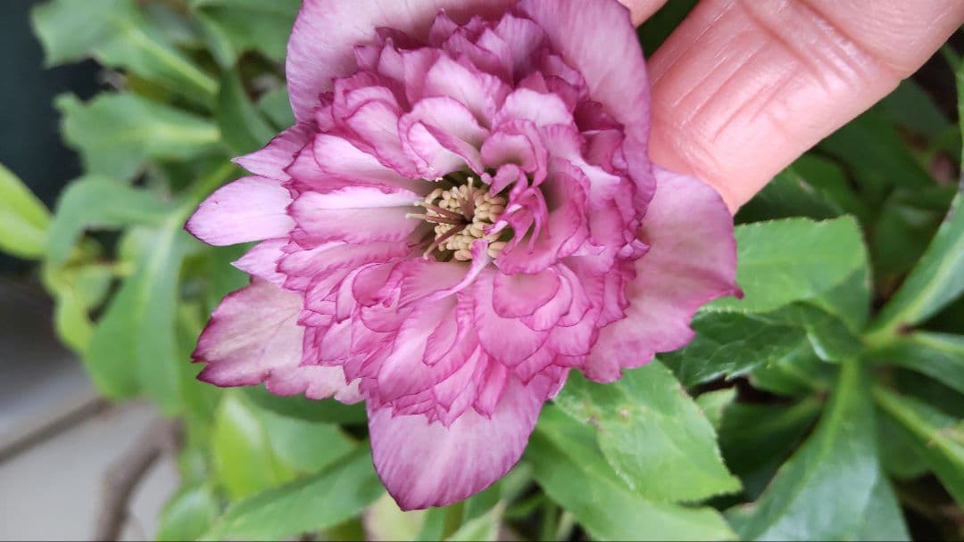 お買い得 多弁クリスマスローズ更に値下げしました。