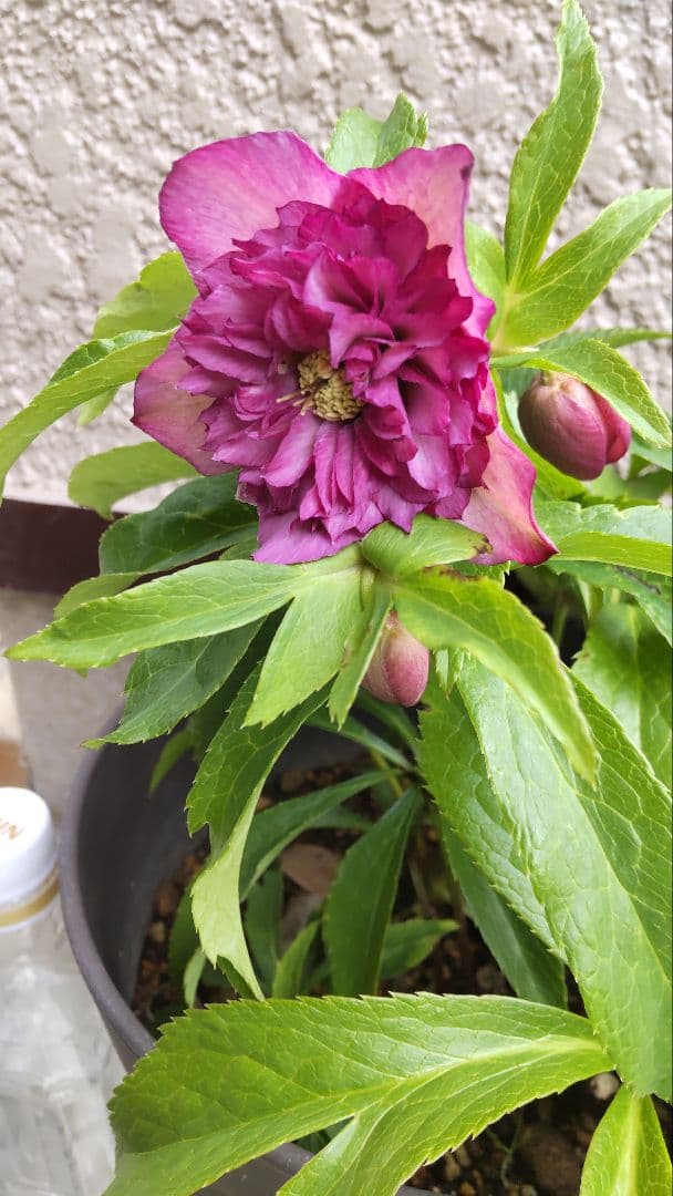 お買い得 多弁クリスマスローズ更に値下げしました。