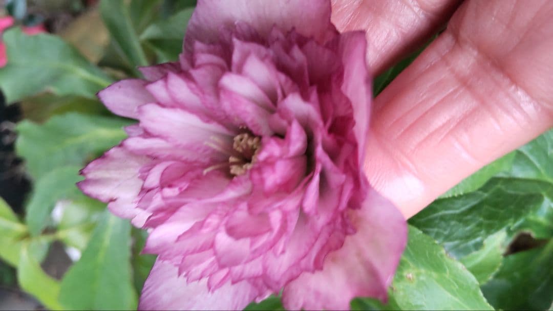 お買い得 多弁クリスマスローズ更に値下げしました。