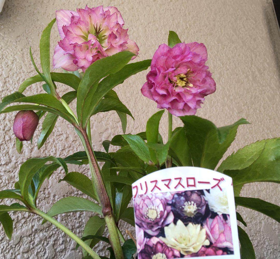 お買い得 多弁クリスマスローズ更に値下げしました。
