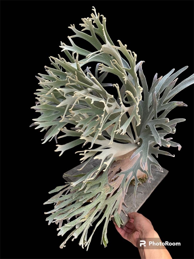 ビカクシダ veitchii pedro tatsuta OC - メルカリ