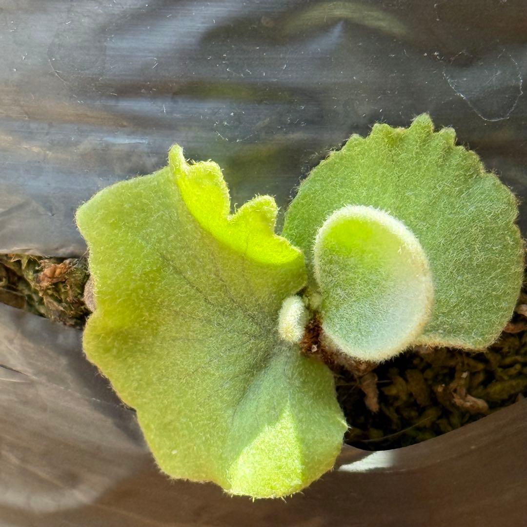 ビカクシダ veitchii pedro tatsuta OC - メルカリ