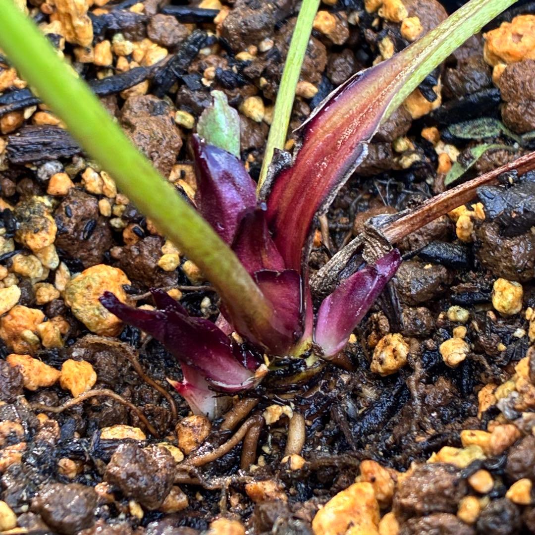 ヒ*ロ様 ☘️逞しい☘️根パンパン❤️沢山新芽❤️3202⭐️透明感ピンク⭐️ダ