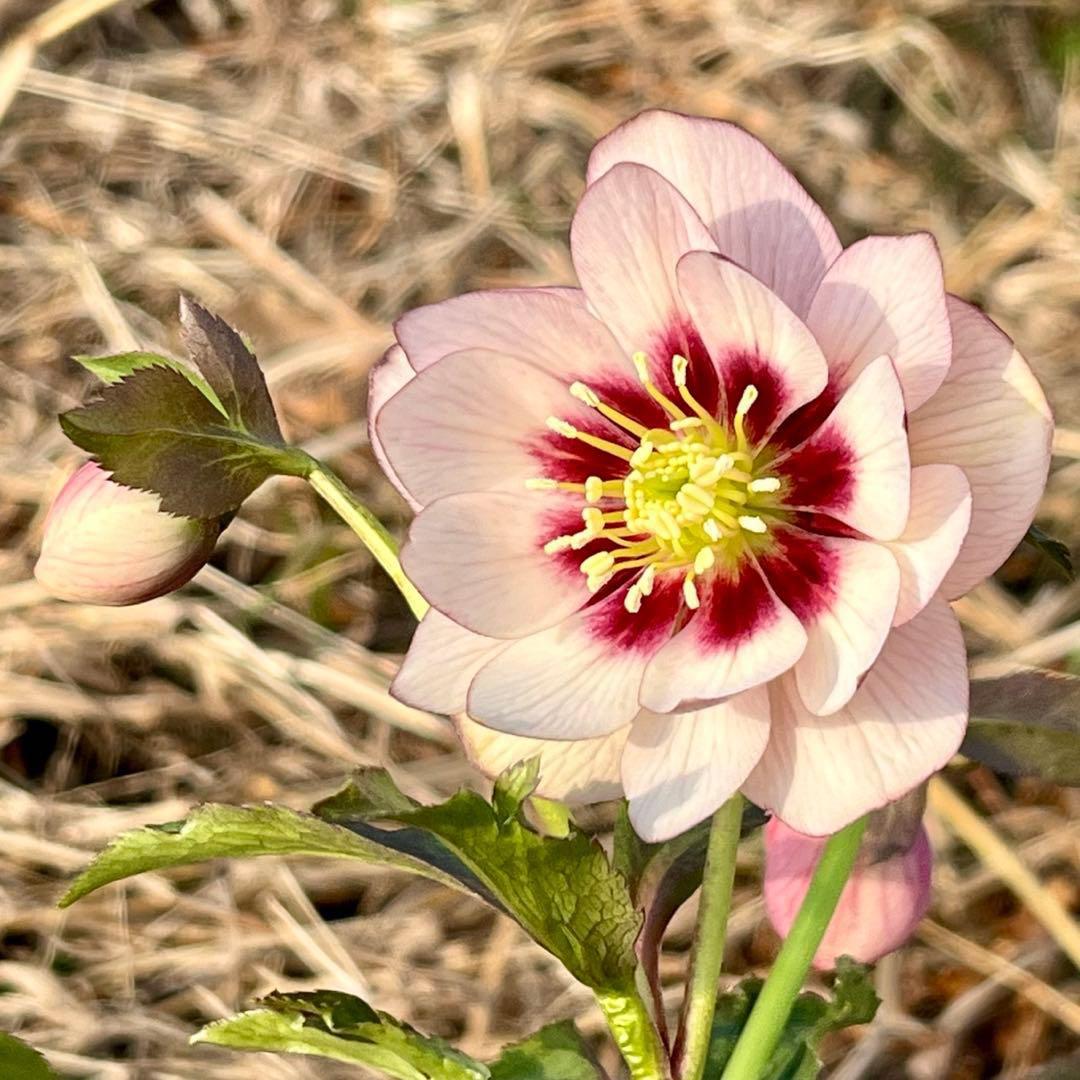 ヒ*ロ様 ☘️逞しい☘️根パンパン❤️沢山新芽❤️3202⭐️透明感ピンク⭐️ダ