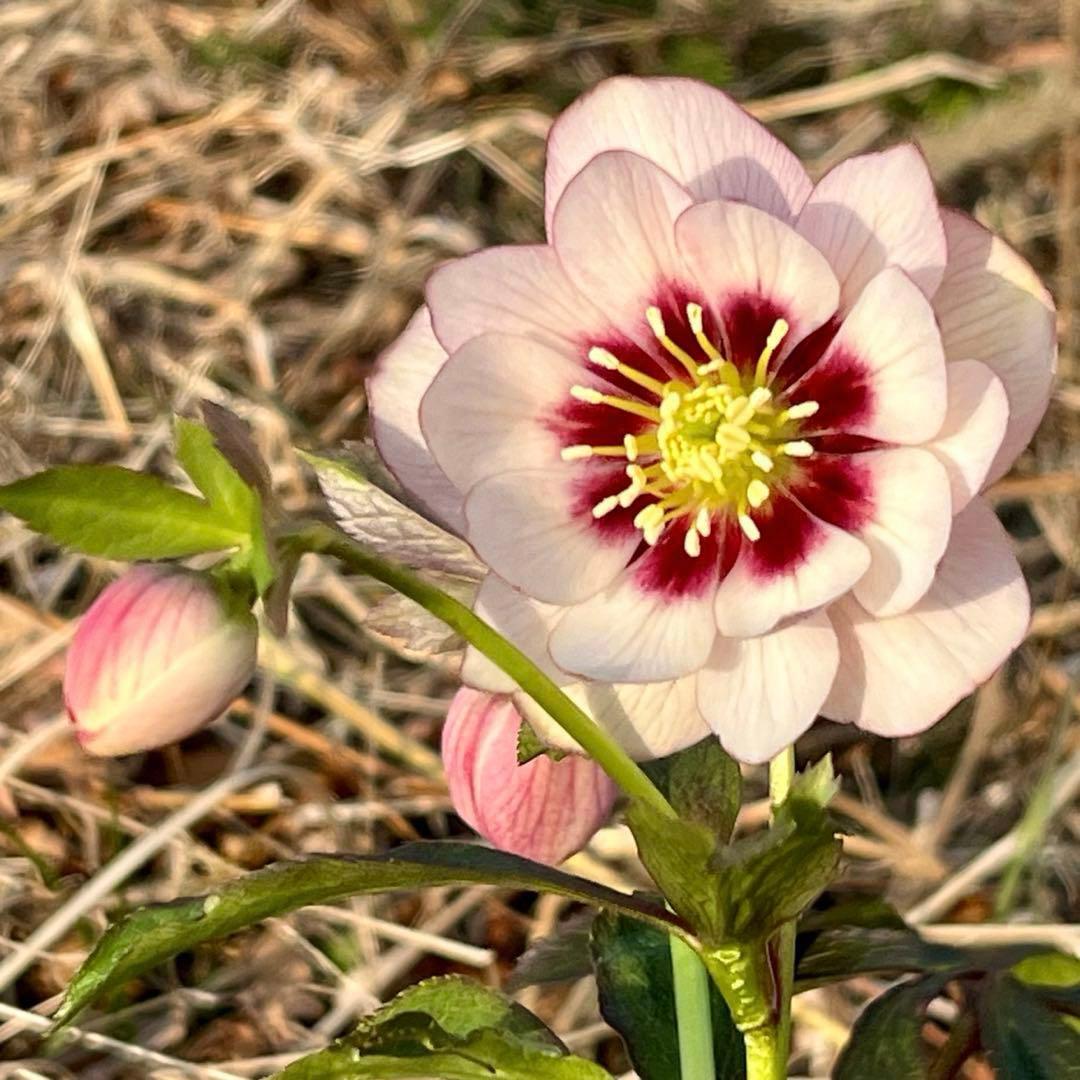 ヒ*ロ様 ☘️逞しい☘️根パンパン❤️沢山新芽❤️3202⭐️透明感ピンク⭐️ダ