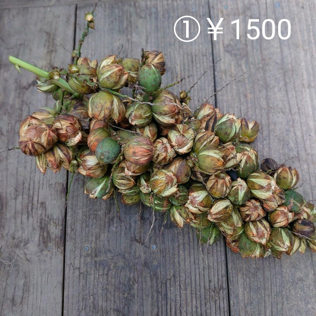 専用☆確認ページ