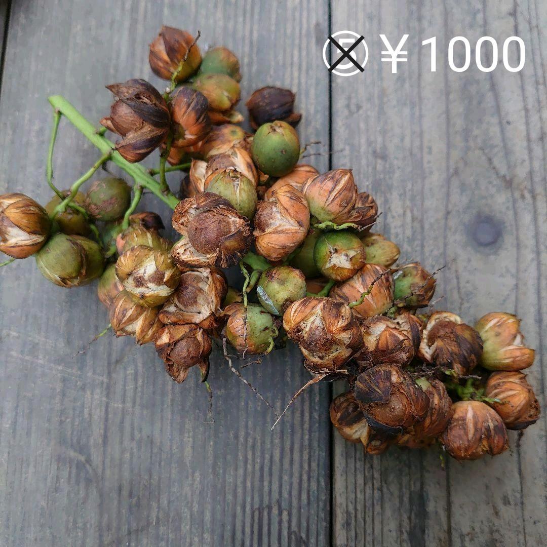 専用☆確認ページ