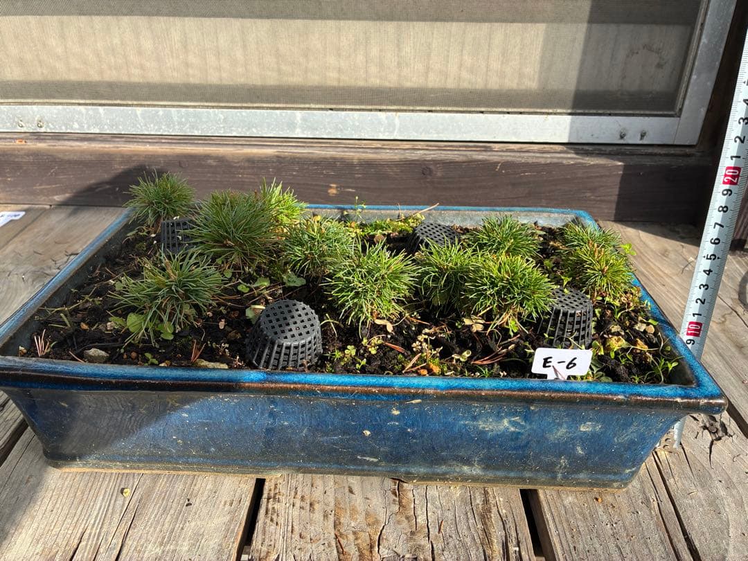 12本セット ★盆栽★ 赤石五葉松　 E-6 ★愛媛県より発送★