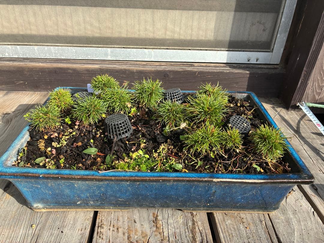 12本セット ★盆栽★ 赤石五葉松　 E-6 ★愛媛県より発送★