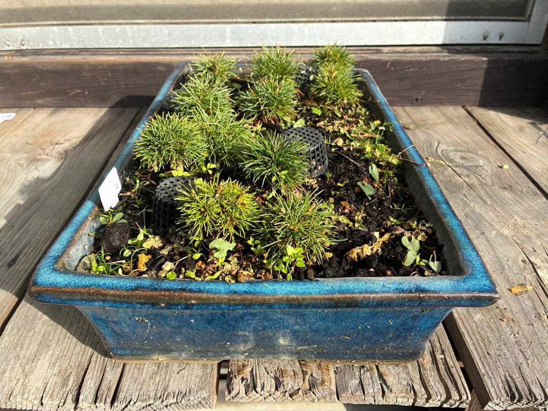 12本セット ★盆栽★ 赤石五葉松　 E-6 ★愛媛県より発送★