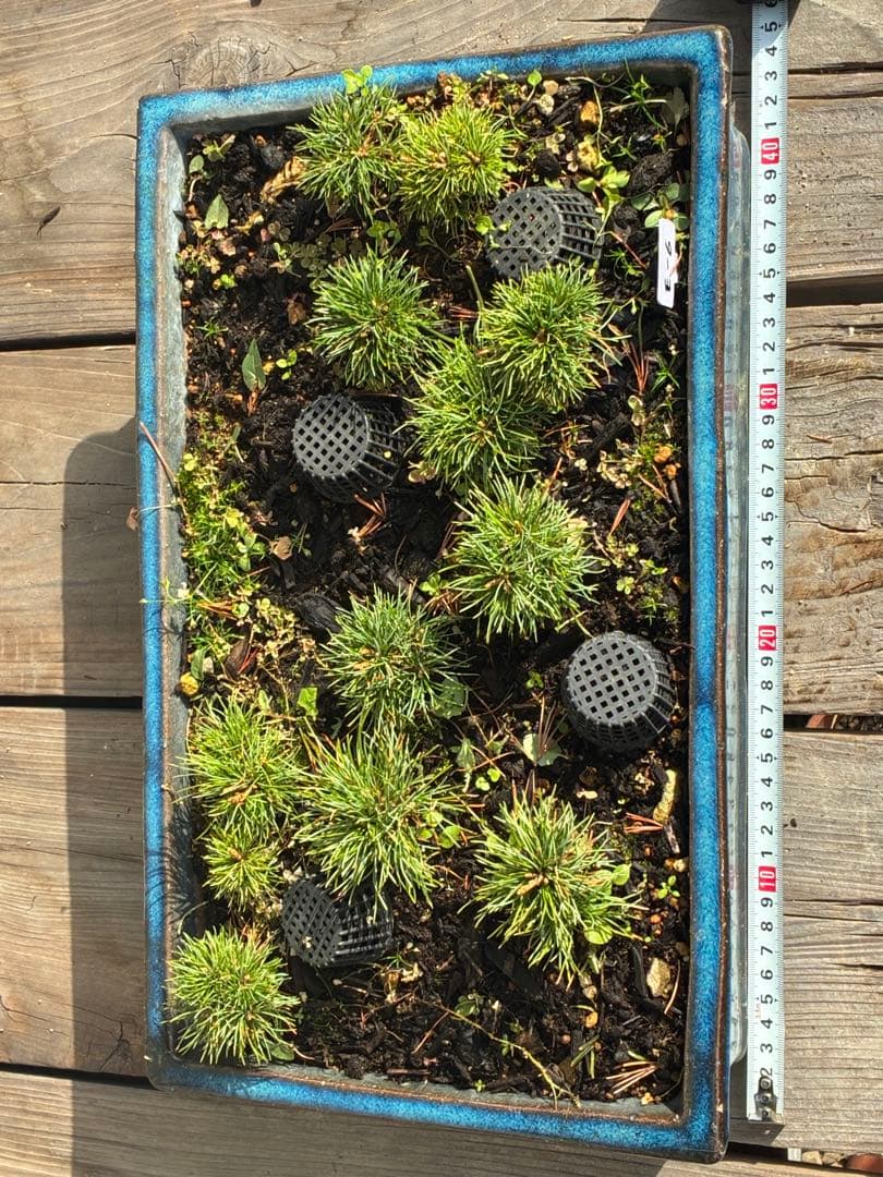 12本セット ★盆栽★ 赤石五葉松　 E-6 ★愛媛県より発送★