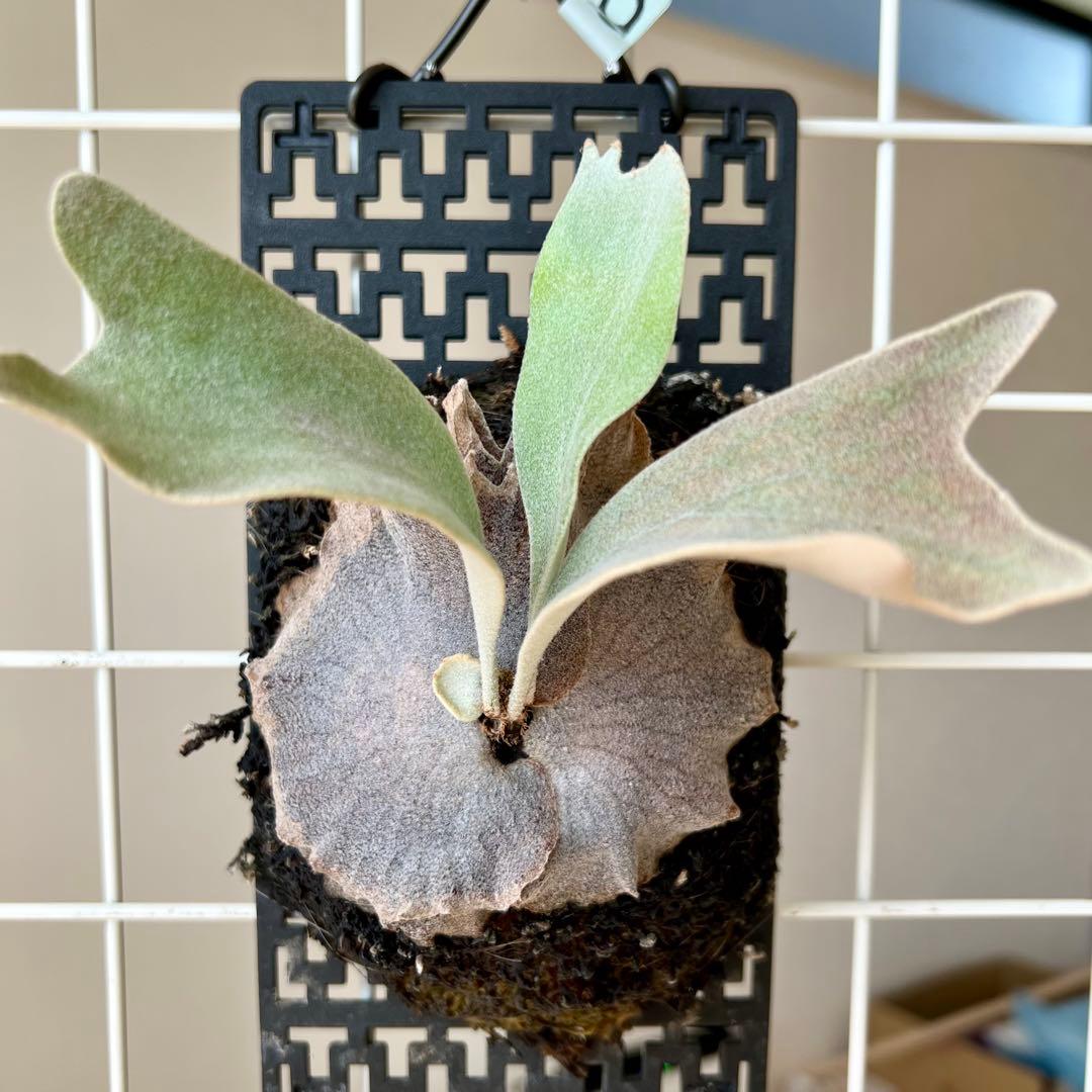 OC株 veitchii cv.pedro Tatsuta ペドロ26ビカクシダ - メルカリ