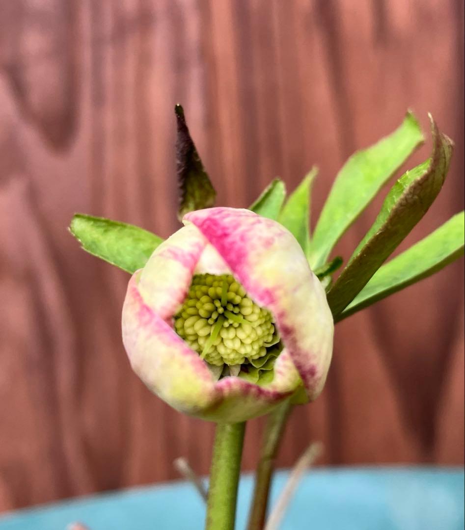 クリスマスローズ 開花株 グリーン セミダブル ピコティ フラッシュ 小