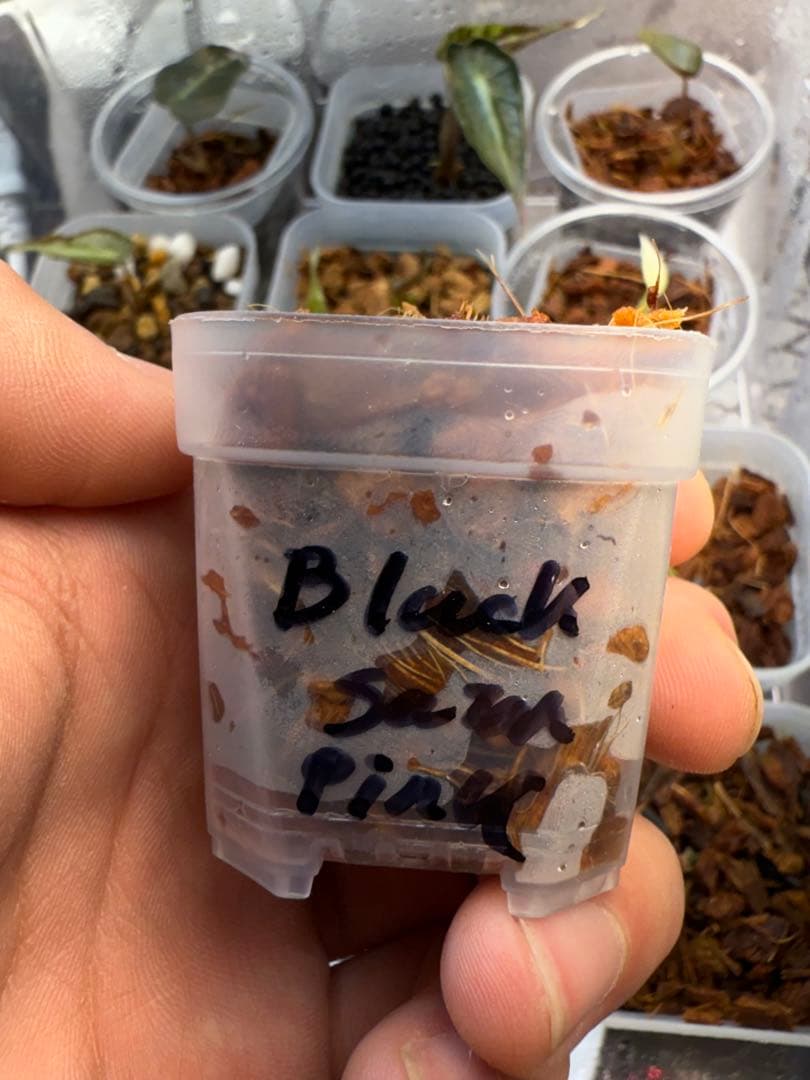 り*く様 希少 アロカシア ブラックサタンピンクボーン 芋