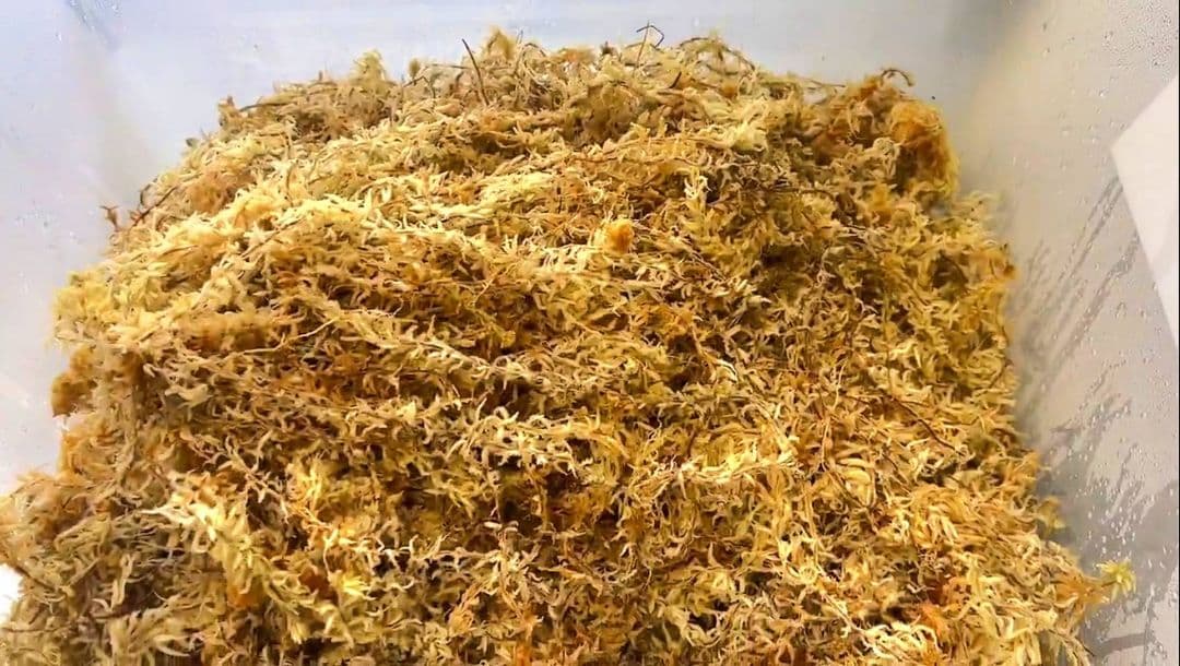 バイオキミア】 ミズコケ 5A ニュージーランド産 1kg - メルカリ