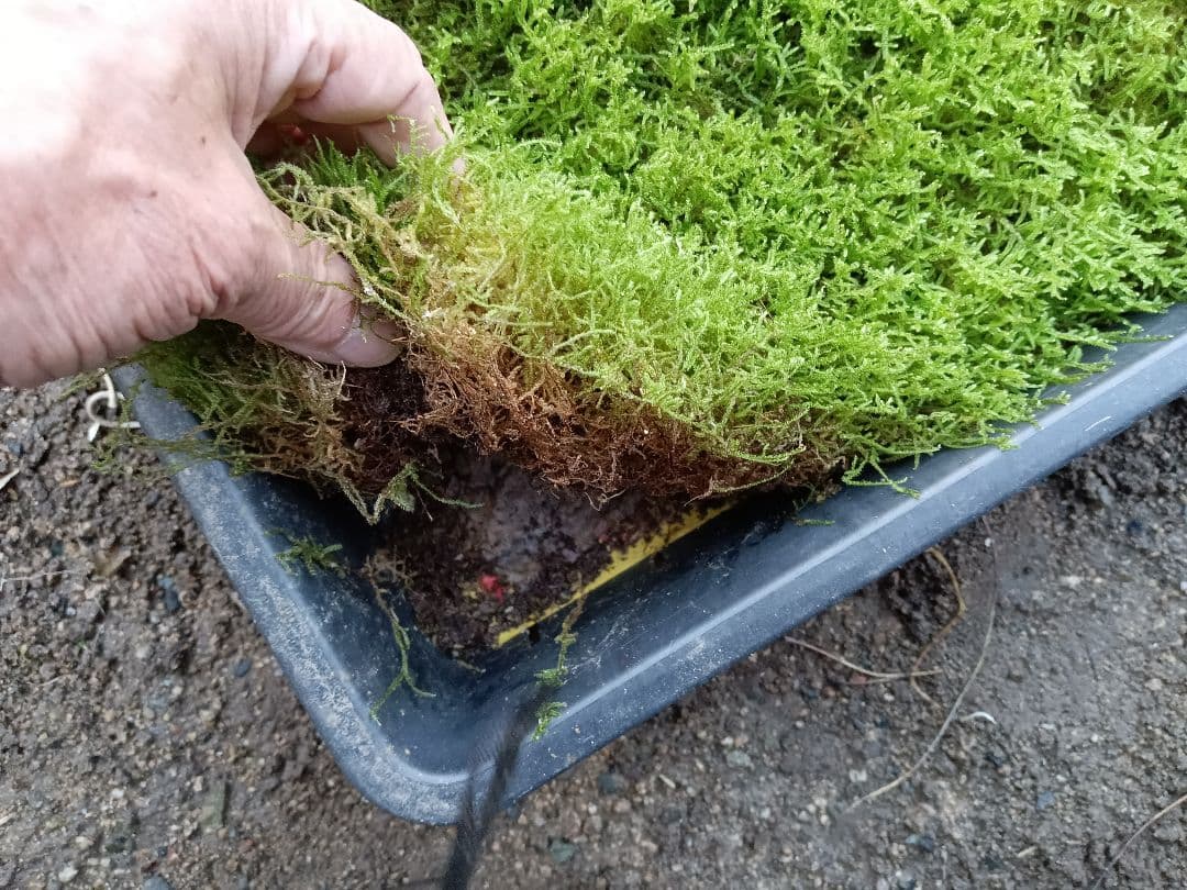 ★継足品★10個セット◎ハイ苔5年物◎造園苔玉★厚2〜3/長47幅32