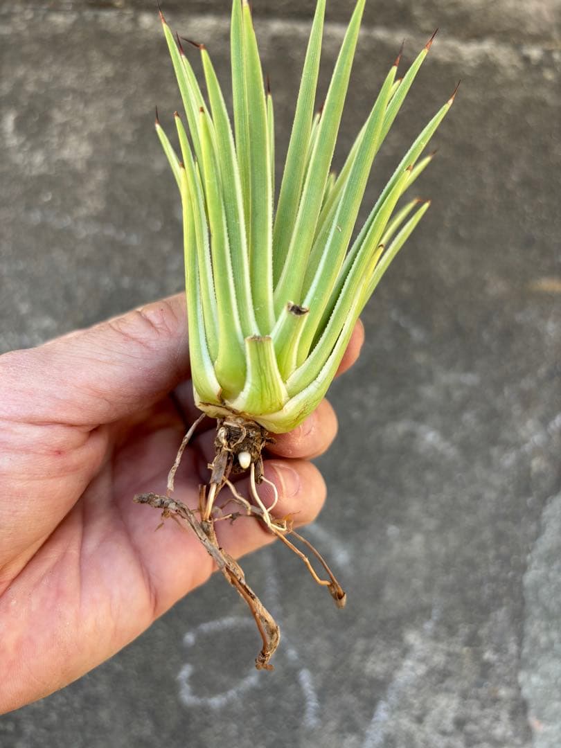 アガベ　姫吹上錦　白覆輪　ナナ　レア株