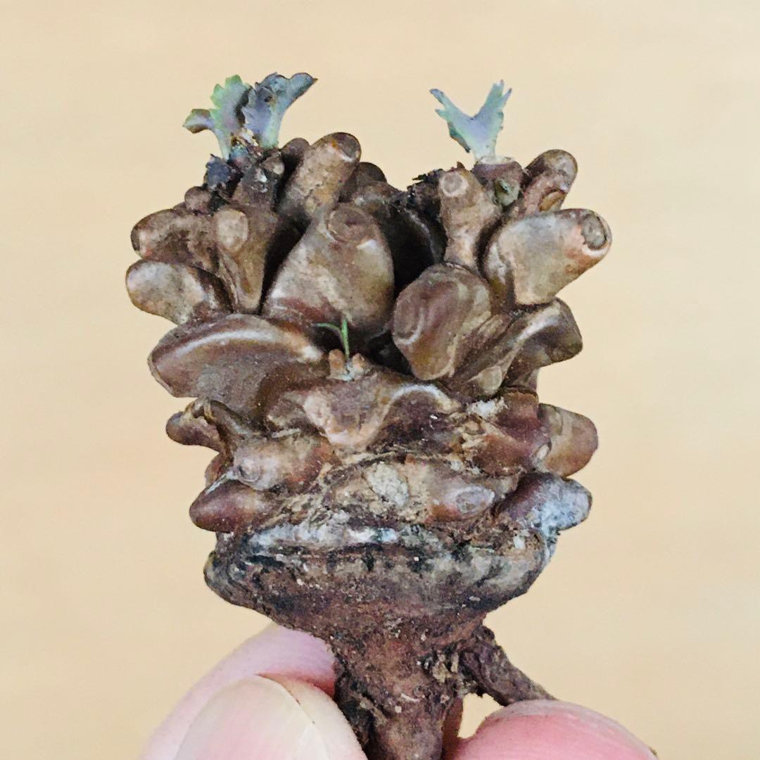 【稀少】15 オトンナ へレイ へレー TC株 塊根 コーデックス