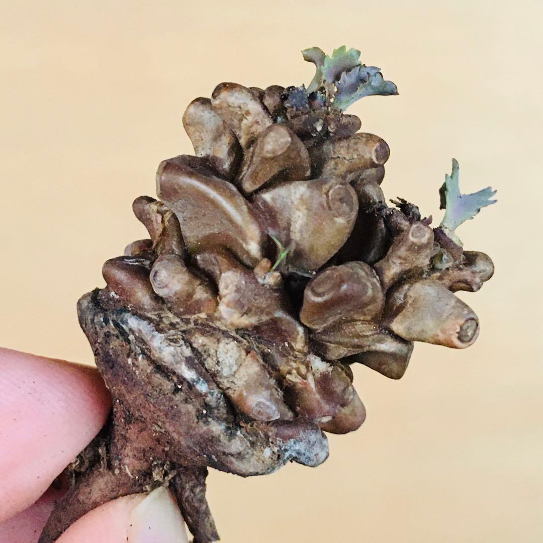 【稀少】15 オトンナ へレイ へレー TC株 塊根 コーデックス