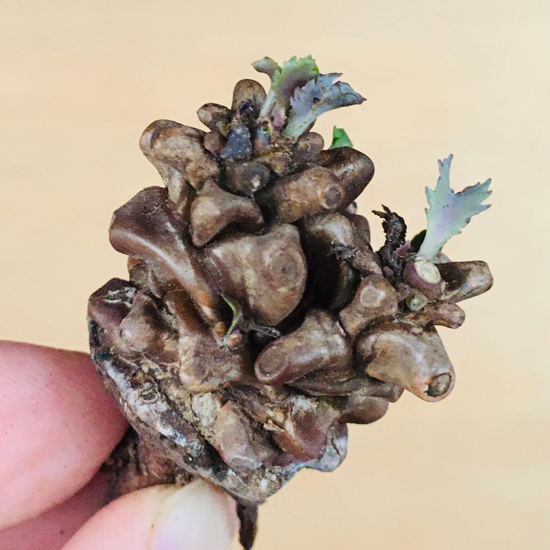 【稀少】15 オトンナ へレイ へレー TC株 塊根 コーデックス