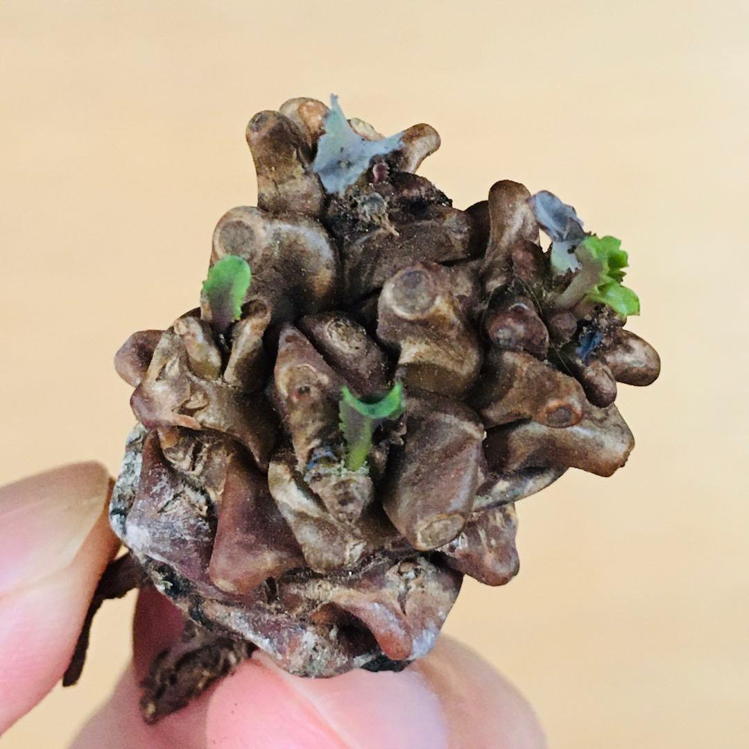 【稀少】15 オトンナ へレイ へレー TC株 塊根 コーデックス