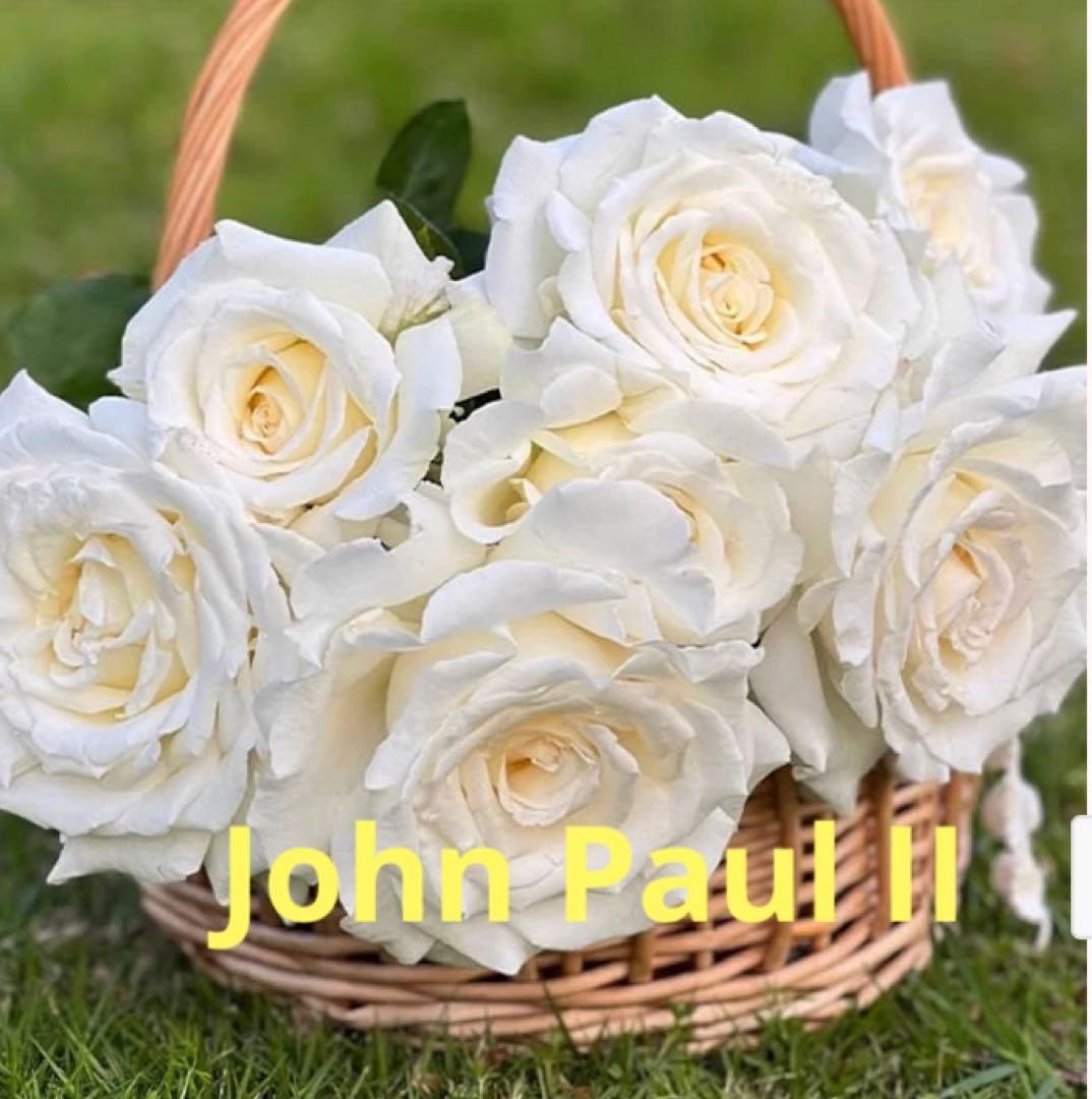 希少　レア　バラ苗　6号鉢