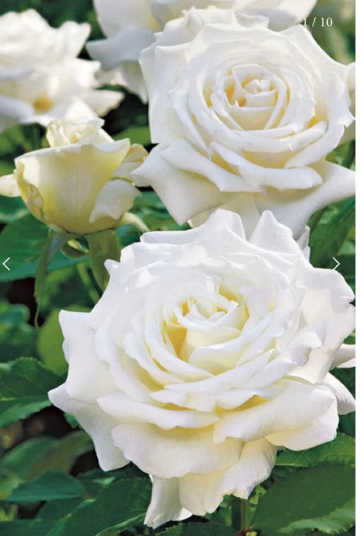 希少　レア　バラ苗　6号鉢