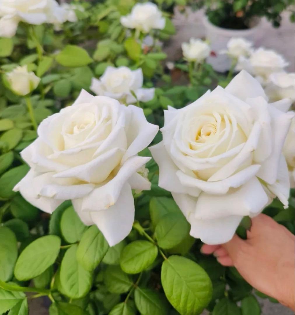 希少　レア　バラ苗　6号鉢