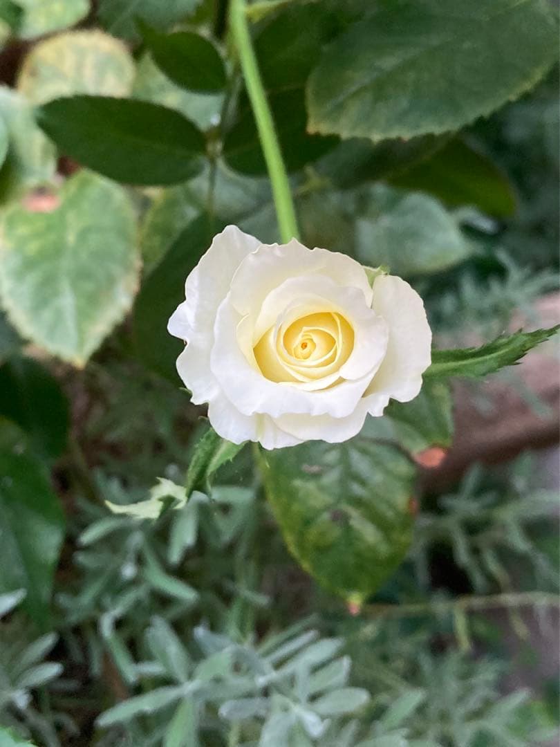 希少　レア　バラ苗　6号鉢