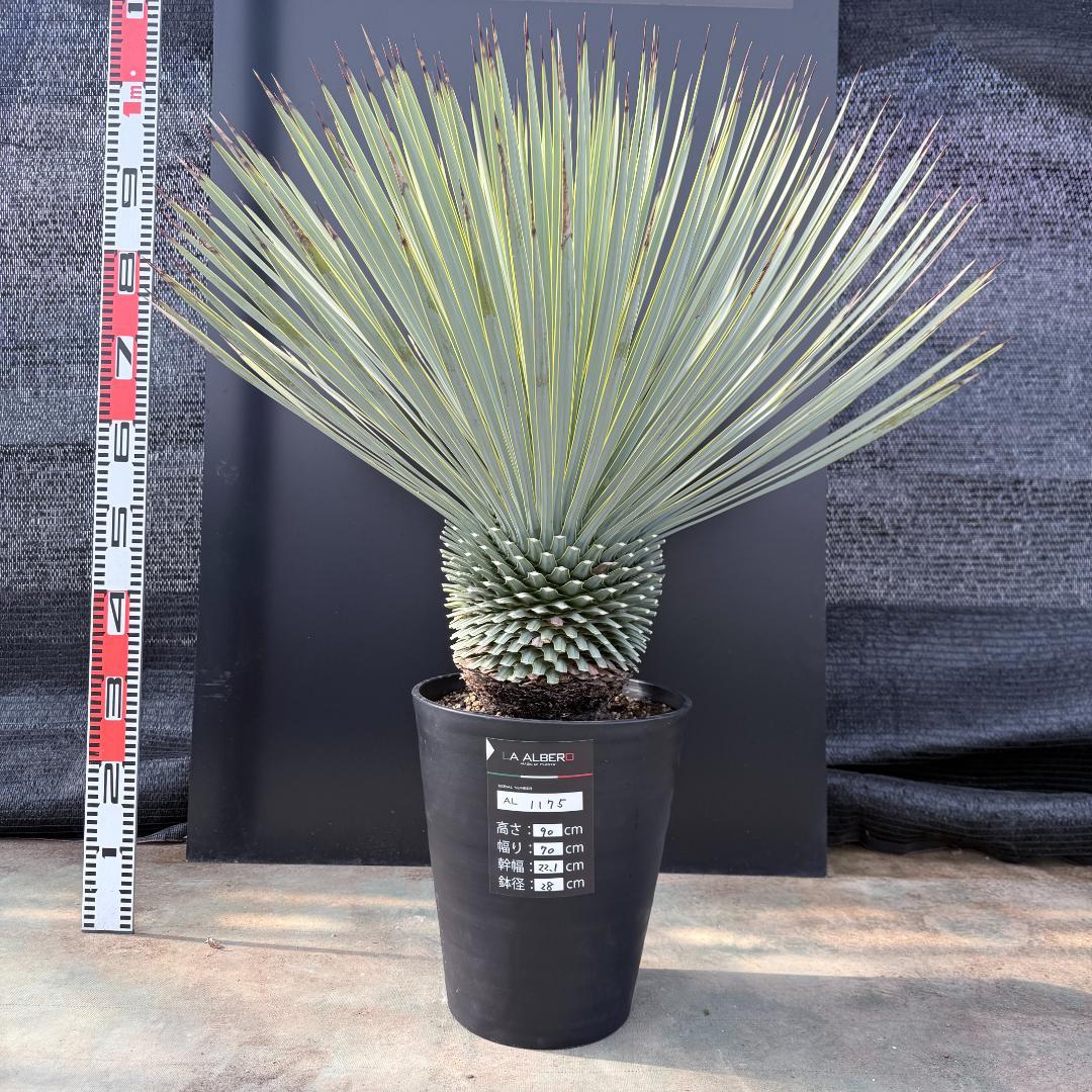 【AL1175】ユッカ　ロストラータ　極太　超美形　シルバーブルー　葉数多
