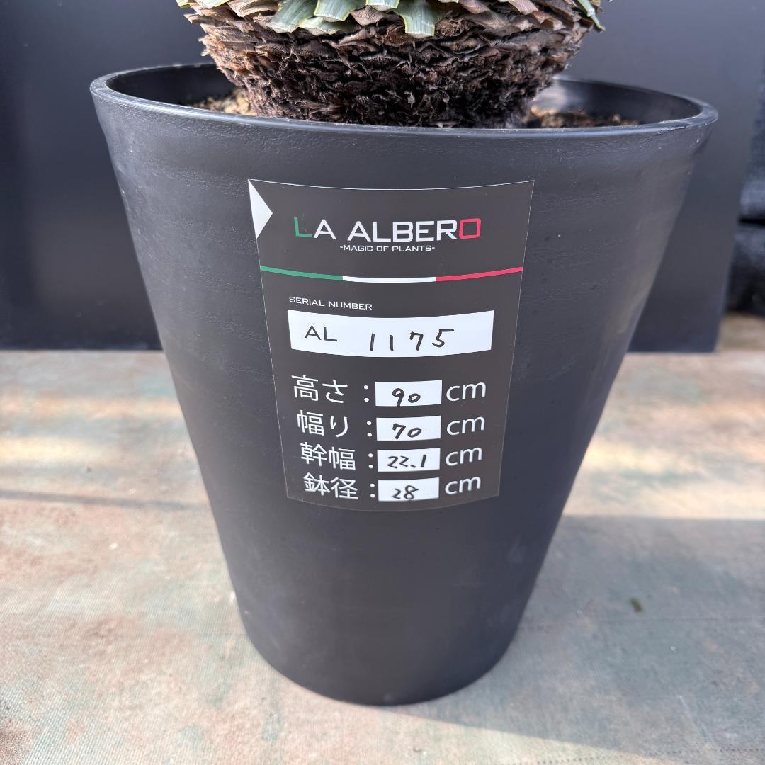 【AL1175】ユッカ　ロストラータ　極太　超美形　シルバーブルー　葉数多