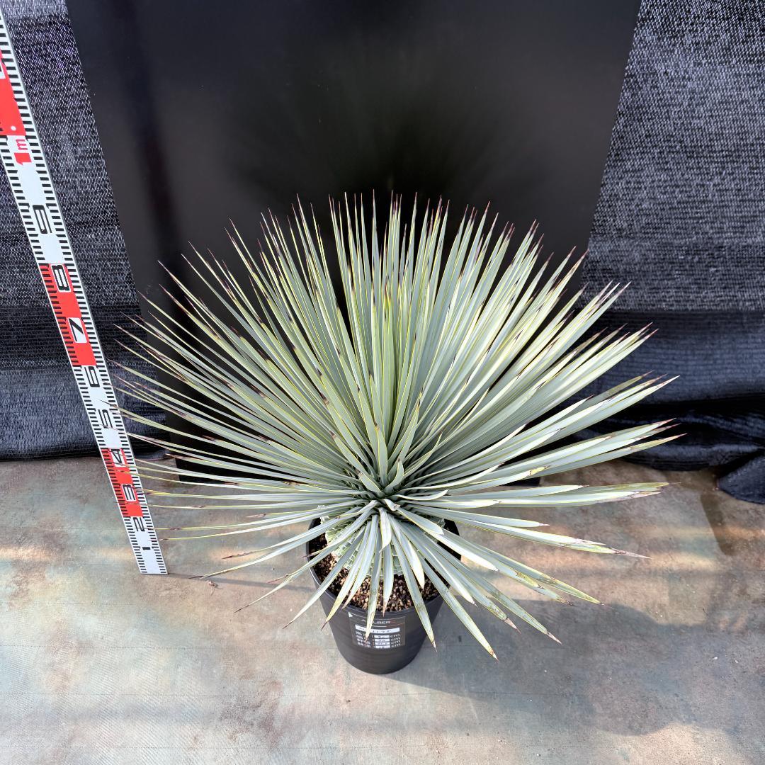 【AL1175】ユッカ　ロストラータ　極太　超美形　シルバーブルー　葉数多