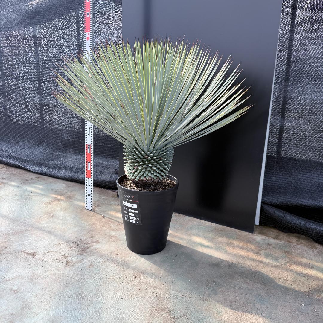 【AL1175】ユッカ　ロストラータ　極太　超美形　シルバーブルー　葉数多