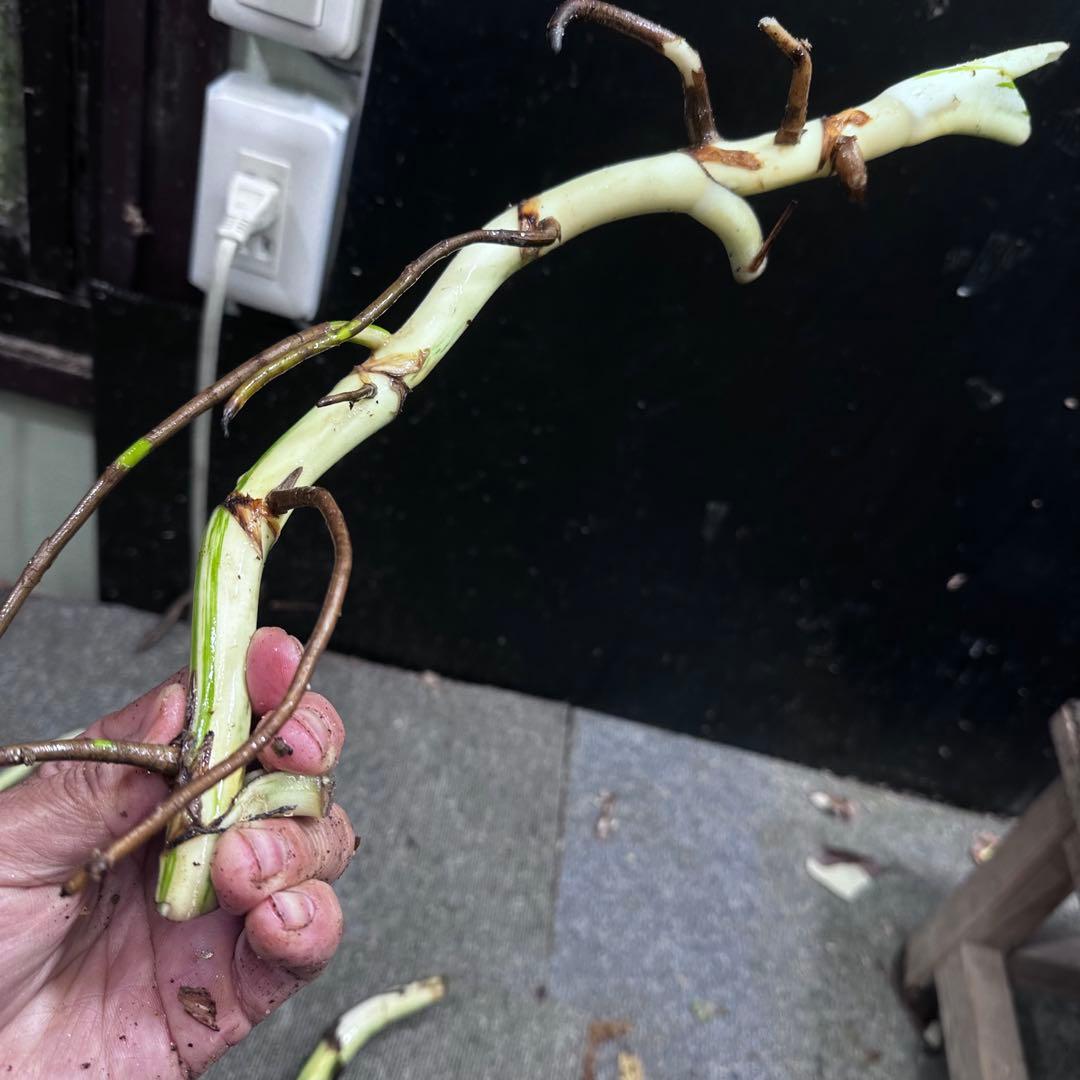 斑入りモンステラホワイトタイガー茎4株おまとめ - メルカリ