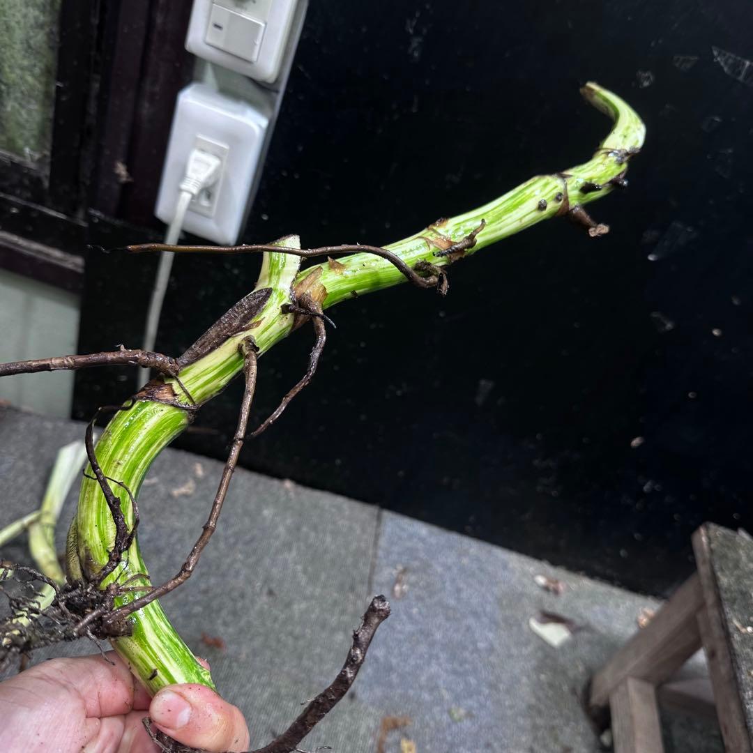 斑入りモンステラホワイトタイガー茎4株おまとめ - メルカリ