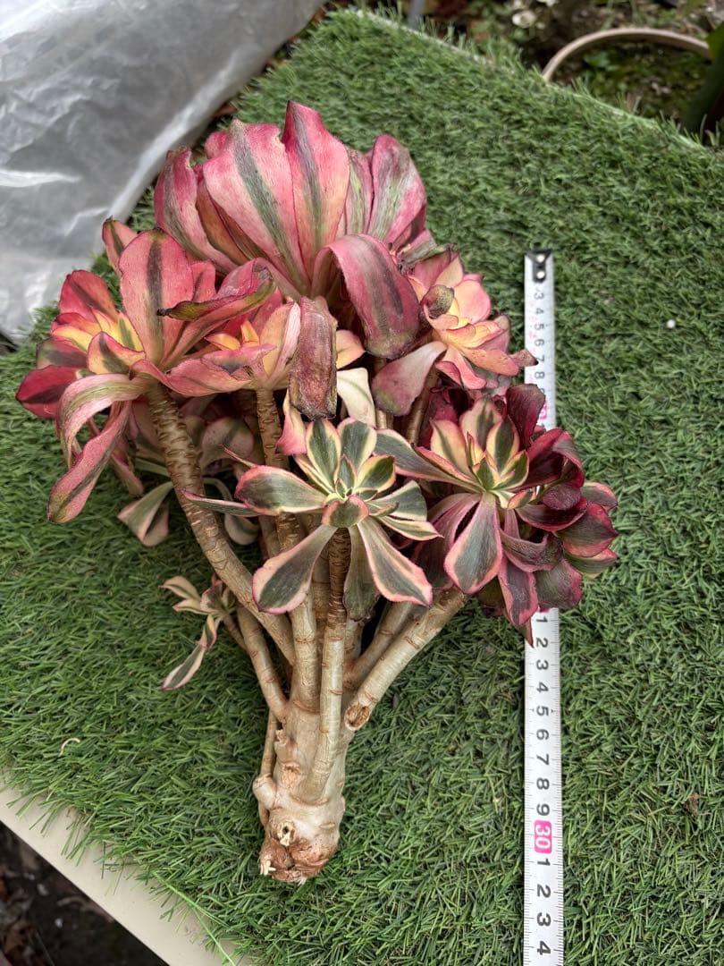 アエオニウム　魅影法師錦