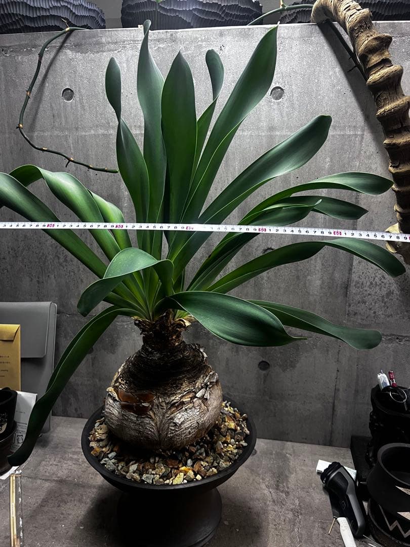 ブーファン　ハエマントイデス　発根済み2頭