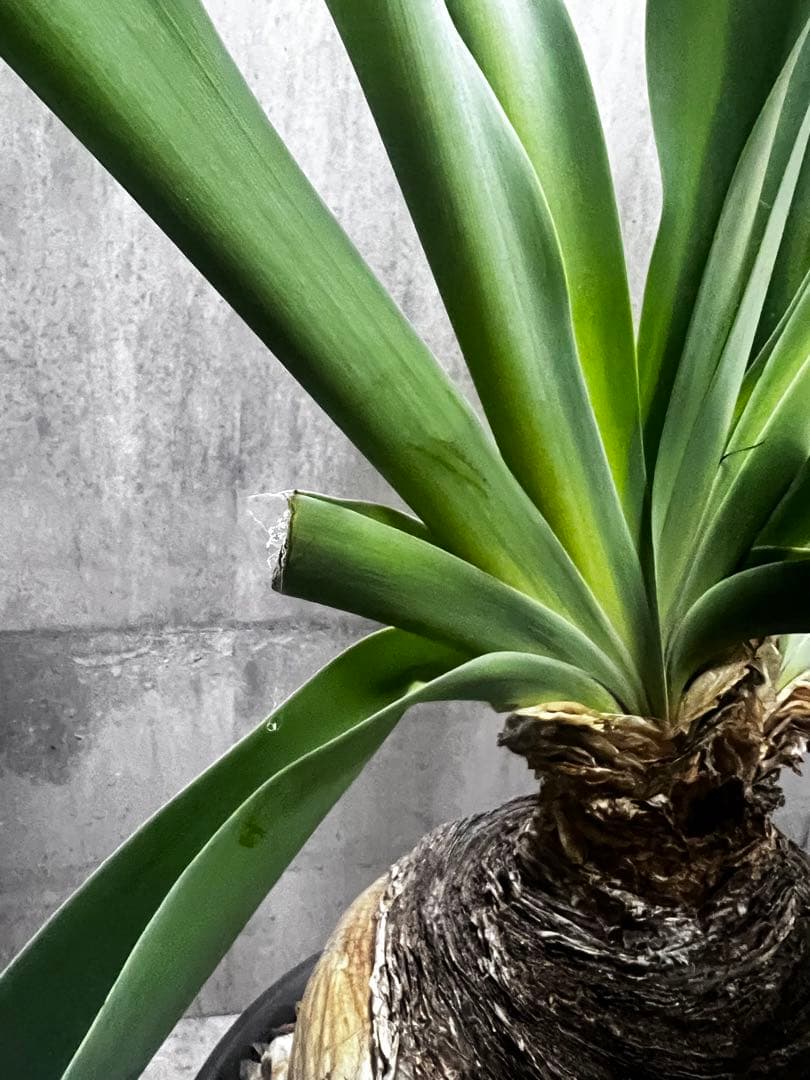 ブーファン　ハエマントイデス　発根済み2頭