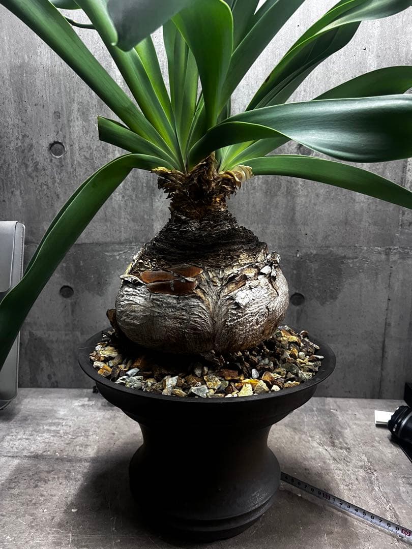 ブーファン　ハエマントイデス　発根済み2頭